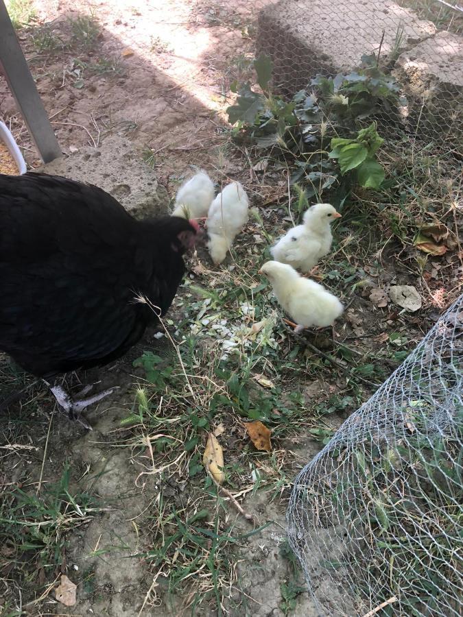 Al Giardino Degli Etruschi